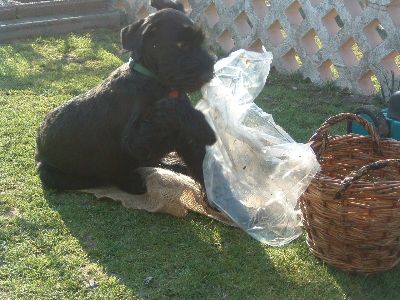 ich darf das ich darf das