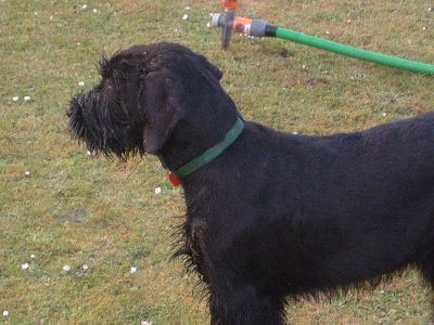 Mensch Herrchen laß das Wasser wieder laufen