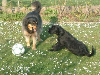 so spielt man mit dem Ball Max