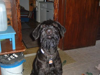 Abends spät im Garten