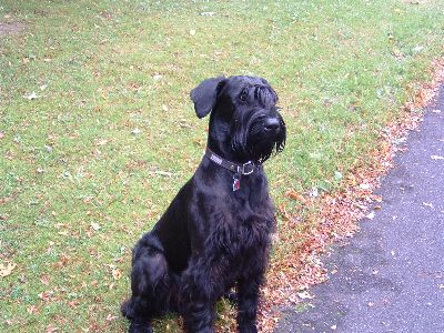 beim morgentlichen Waldspaziergang mit Herrchen