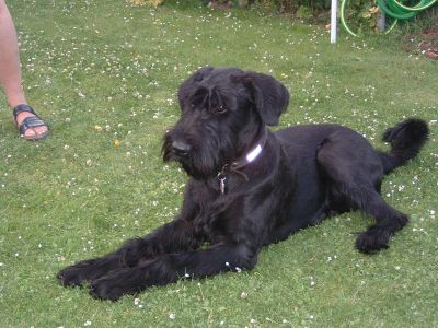 ich will nicht mehr last mich grad gehen