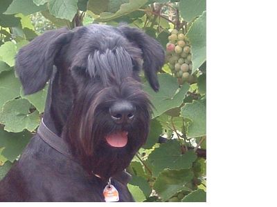 True-Max Herrmann 7 Monate 40 KG